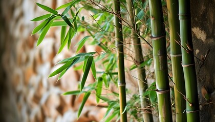 The green bamboo and the stone wall complement each other, showing the harmonious beauty of nature.