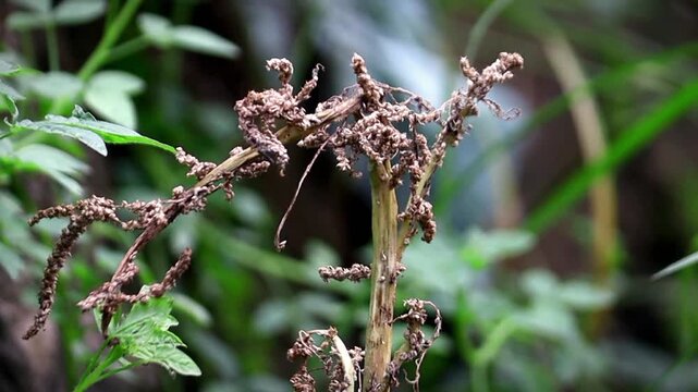 Rumex longifolius is an annual plant that grows tall. The leaves are large and wide, the edges are wrinkled and wavy