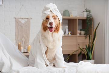Cute Australian Shepherd dog wearing bathrobe on couch in spa salon