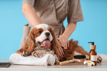 Cute cavalier King Charles spaniel with cosmetic products and brush having massage on blue...