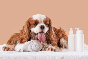 Cute cavalier King Charles spaniel with cosmetic products lying on couch against beige background