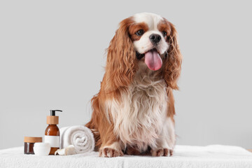 Cute cavalier King Charles spaniel with cosmetic products and towel sitting on couch against grey...