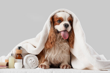 Cute cavalier King Charles spaniel with cosmetic products and towel sitting on couch against grey...
