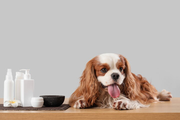 Cute cavalier King Charles spaniel with cosmetic products lying on table against grey background