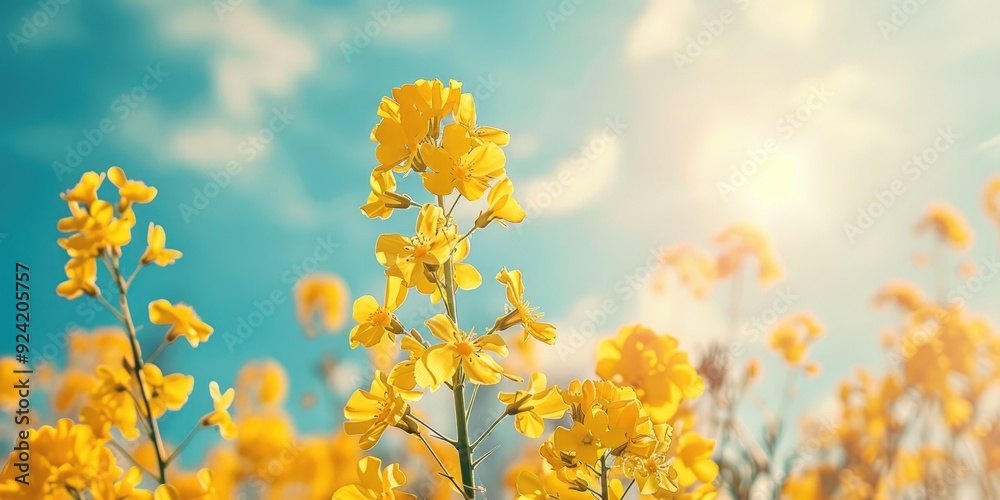 Poster Canola rapeseed plant with yellow flowers in a field against a blue sky