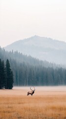 A regal elk roams a grassy meadow in National Park, mist rising from its breath amid the surrounding dense forest