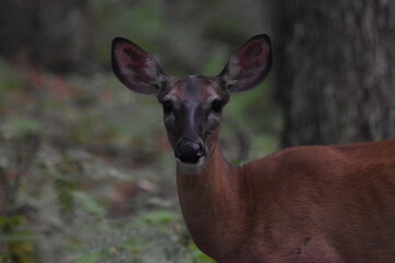 La Plaine 15 Août 2024 