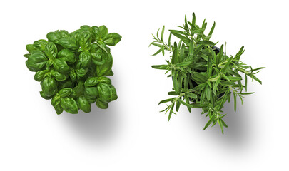 Two fresh herb plants, basil and rosemary, are placed on a clean white surface, highlighting their vivid green colors and unique textures