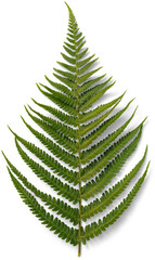 A single lush fern leaf rests flat, showcasing its detailed patterns and rich green color against a minimalistic white backdrop © h3design