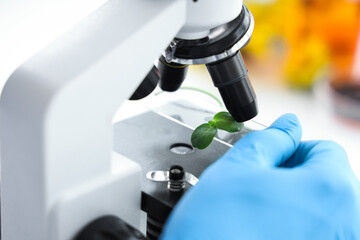 Female scientist with microscope testing sunflower sprouts in laboratory, closeup