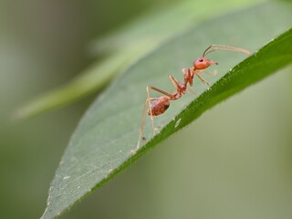 Weaver ants or Oecophylla are walking on leaves