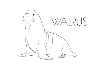 Illustration of a Animal - Walrus, Mammalia