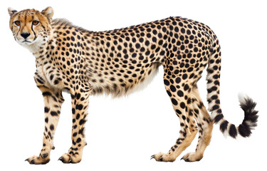 Standing cheetah with detailed fur pattern isolated on transparent background