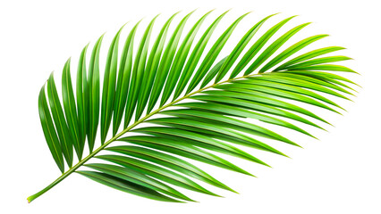Obraz premium Green palm leaf with detailed texture and lines isolated on transparent background
