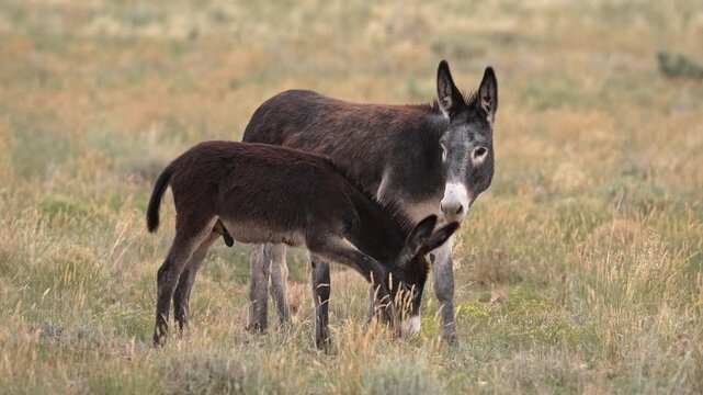 Wild burros in the San Rafael Swell through the Swasey HMA wilderness in Utah.