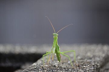 カマキリ、夏