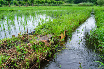 田んぼの流れ