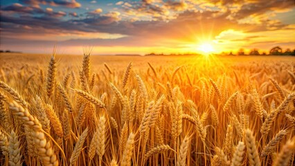 Naklejka premium Golden field of wheat glowing in the warm light of the evening sun, golden, field, wheat, agriculture, sunset, rural