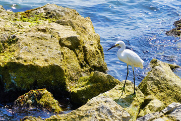 White coastal bird, walking around the rocks, next to the beach, on summer morning.