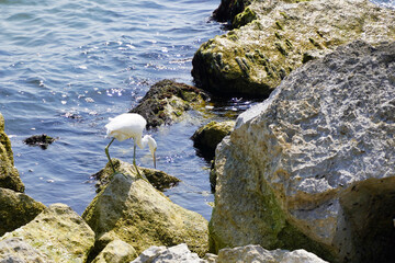 White coastal bird, walking around the rocks, next to the beach, on summer morning.