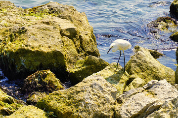 White coastal bird, walking around the rocks, next to the beach, on summer morning.