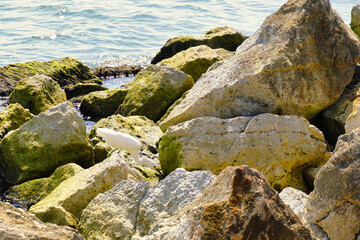 White coastal bird, walking around the rocks, next to the beach, on summer morning.