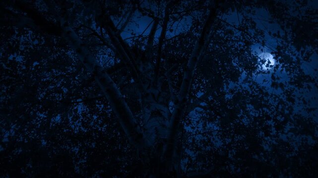 Rotating Around Tree With Moon Above