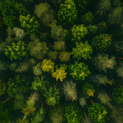 Naklejka premium Aerial top view forest tree, Rainforest ecosystem and healthy environment concept and background, Texture of green tree forest view from above 