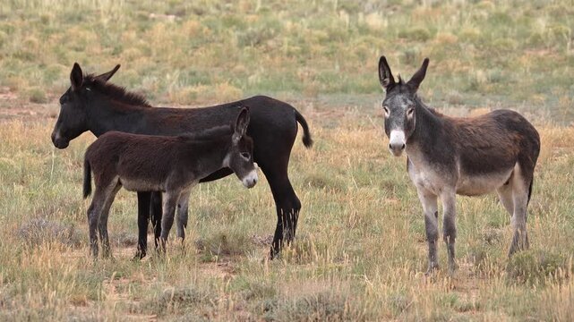 Wild burros in the San Rafael Swell through the Swasey HMA wilderness in Utah.