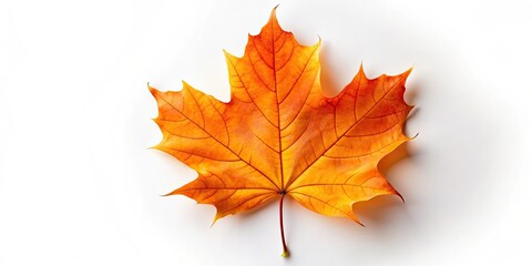 Obraz premium Orange maple leaf isolated on background, autumn, fall, dry leaf, foliage, nature, seasonal, vibrant, botanical