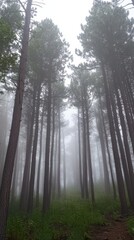 Fototapeta premium A forest with a foggy sky and trees in the distance, AI