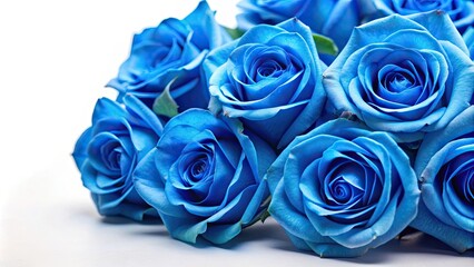Blue roses on a white isolated background, blue, roses, flowers, floral, isolated, white, background, bloom, unique, rare