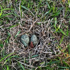 Southern lapwing bird eggs (Vanellus Chilensis) in nest in grass.