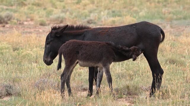 Wild burros in the San Rafael Swell through the Swasey HMA wilderness in Utah.