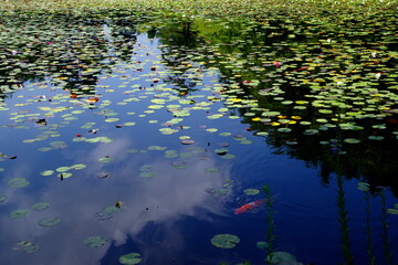 錦鯉に睡蓮