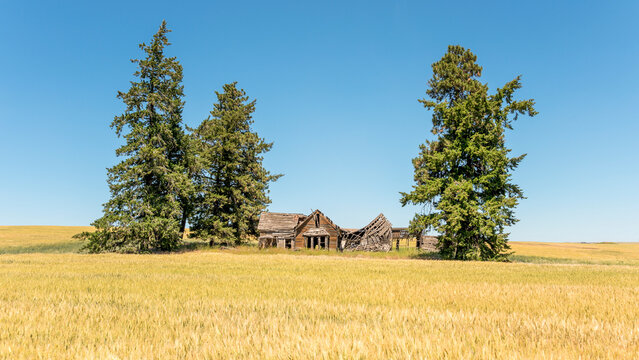 Abandoned collapsed wooden farmhouse Palouse Washington