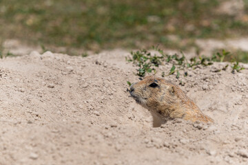 Gopher marmot ground squirrel near its hole