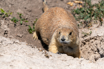 Gopher marmot ground squirrel near its hole