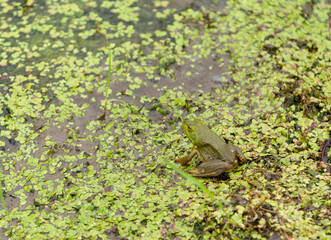 Green frog in swamp wetlands