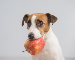 Portrait of a Jack Russell Terrier dog holding an apple on a white background. 
