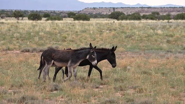 Wild burros in the San Rafael Swell through the Sinbad HMA wilderness in Utah.