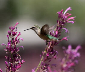hummingbird with flowers