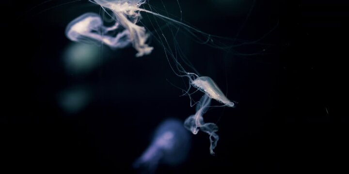 jellyfish in the dark