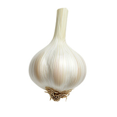 Fresh, raw garlic bulb with roots isolated on transparent background