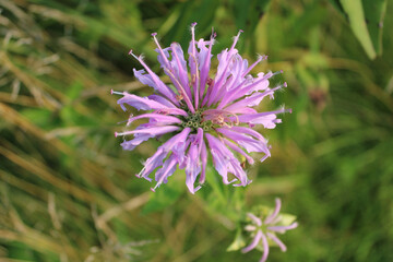 Wild bergamot closeup at Pine Dunes Forest Preserve in Antioch, Illinois
