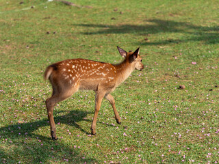 奈良公園の可愛い子鹿