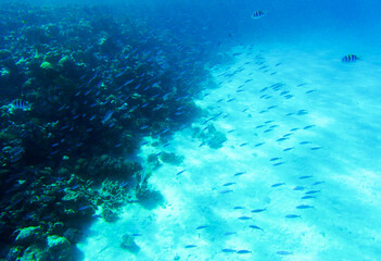 fish and coral reef in sahl hasheesh for banner background