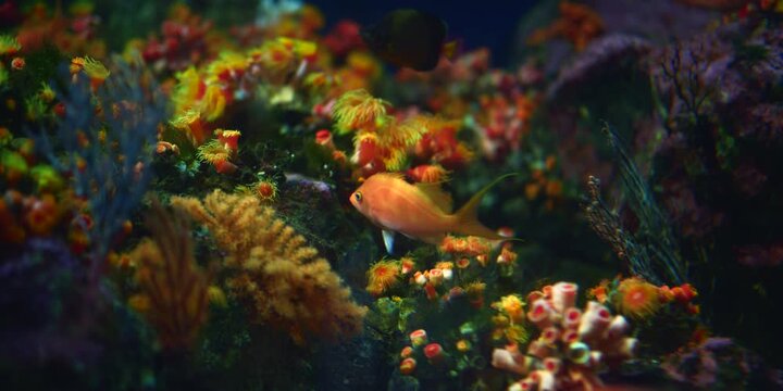 Colorful fishes and coral