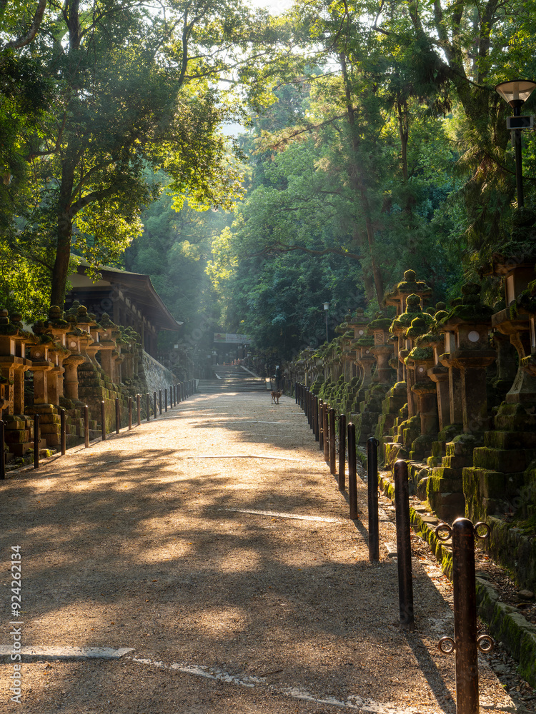 Wall mural 朝日が射し込む春日大社参道の風景