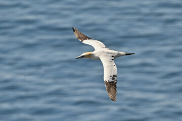 A closeup of a Northern Gannet seabird flying over a gannet colony in the Atlantic Ocean. The large gannet is a white seabird with a yellow head and black wingtips. The bill is long and pointy. 